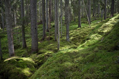 Fotograf:in Rostock - Reisefotografie Vaermland, Glaskogen, Schweden