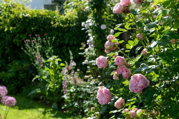 Gartenfotograf Mecklenburg-Vorpommern-Rostocker Stadtgarten