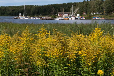 Fotograf:in Rostock - Landschaftsfotografie Vaermland, Schweden, Ufer des Glafsfjorden