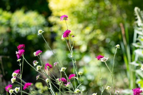 Garten Fotograf - Pflanze -Witwenblume