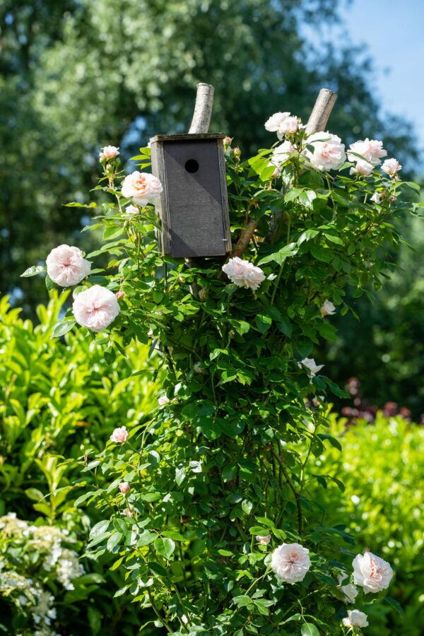 Gartenfotograf (in) Rostock - Naturgarten - Nistkasten - Rosen