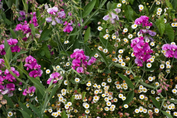 Gartenfoto Englischer Garten, Blühende Gänseblümchen und Wicken