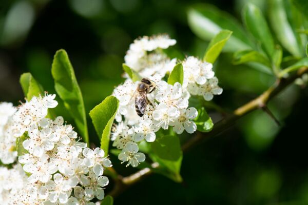 Garten Fotograf - bienenfreundliche Gartengestaltung