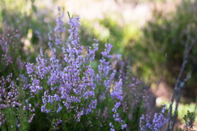 Fotograf:in Rostock - Reisefotografie Vaermland, Glaskogen, Schweden, Natur